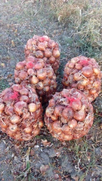 پیاز زنجان
